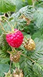 3 Stck. Himbeere 'Polka' - (Rubus id. 'Polka')- Containerware 40-60 cm