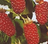 3 Stck. Rubus 'Tayberry' - (Him-Brombeere 'Tayberry')- Containerware 40-60 cm