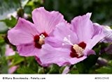 3 Stück Hibiscus syriacus 'Pink Giant' - (Hibiskus - Garteneibisch 'Pink Giant')- Topfware 15-25 cm