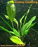 3 Töpfe Anubia Hastifolia, große Wasserpflanzen