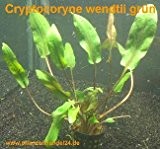 3 Töpfe Cryptocoryne wendtii grün, Wasserpflanzen