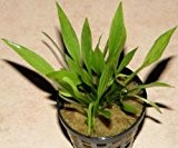 3 Töpfe Echinodorus latifolius, Zwergschwertpflanze
