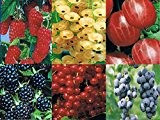3 x Beerenobst Angebot: Je 1x Stachelbeere, Himbeere, Johannisbeere, ( Ribes,Rubus)