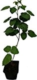 3 x Dornenlose Taybeere - Buckingham Tayberry - drei Pflanzen