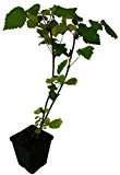 3 x Japanische Weinbeere - Rubus phoenicolasius - Pflanze Früchte mit außergewönlichem Aroma
