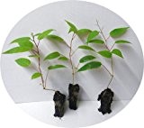 3 x Minikiwi Pflanzen Bayernkiwi Kens Red Actinidia arguta Kiwi
