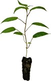 3 x Minikiwi Pflanzen Issai Züchtung Trauben-Kiwi selbstfruchtbar