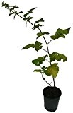 3 x Tayberry Pflanze Kreuzung zwischen Himbeere und Brombeere große aromatische Früchte Taybeere