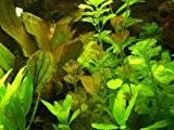 30 Aquariumpflanzen & Dünger für 3000 Liter, Wasserpflanzen