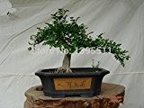30 Esche Bonsai Samen 200 Samen für DIY Hausgarten als Geschenk Baumsamen Rose schicken