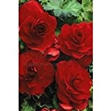 30 Gefüllte Begonien "Rot" - Blumenzwiebeln/Knollen aus Holland - Versandfrei