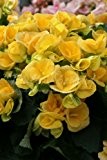 30 (Hänge) Begonien "Gelb" - Blumenzwiebeln/Knollen aus Holland - Versandfrei