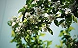 * 30 PC / bag White Jasmine Samen Jasmin-Blumensamen Duftpflanzen arabische Jasmin Samen Bonsai Topfpflanzen für Heim & Garten