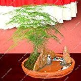 30 PC / Beutel Grüner Spargel Farn Pflanzensamen Indoor Perennial Kleine Bamboo Garden Home Bonsai