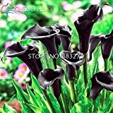 30 PC / Los Calla-Lilien-Samen Blumen-Misch rot und schwarz Startseite Zimmerpflanzen Bonsai Seed-gutes Geschenk für New Garden