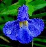 30 Samen Blau Gauklerblume, (Mimulus trigrinus) Monkey Flower Blue