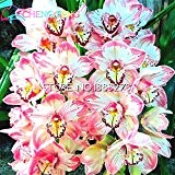 30 Samen Einzigartige Rosa Cymbidium-Blumensamen-Garten-Blumen-Töpfe Zimmer Samen Blütenpflanzen Orchidee Flores Seed Plantes Erbstück