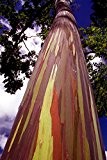 30 Samen Regenbogen Eucalyptus - Eucalyptus deglupta - **Das Naturwunder**