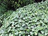 30 x Efeu 'Hibernica' - immergrüner, schnellwachsender Bodendecker