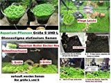 30 x Größe S + 30 x Größe L Glossostigma elatinoides Hemianthus Aquarium Samen Wasser Pflanze Neu #254
