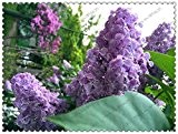 300pcs / bag Hydrangea paniculata 'Vanilla Fraise', Hortensie Samen, Bonsai-Blumensamen, 11 Farben zur Auswahl, Anlage für Hausgarten