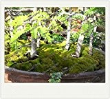 300pcs / bag Moos Samen, Sagina Subulata Samen, Bonsai Moos dekorative Grassamen, Topfpflanze für DIY Garten zu Hause