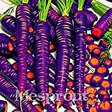 300pcs lila Drache Karottensamenregenbogen-Anti-Aging-Ginseng Bonsaipflanzen gesunde Bio-Zucker Gemüsesamen Für Hausgarten