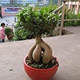 30pcs Büro-Dekor Bonsai Banyan Tree Seeds Ficus Ginseng Samen Bonsai Samen Green Tree DIY Hausgarten sät