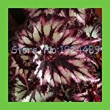 30PCS einzigartige rot + grün schwarz + Mischfarbe Spirale Begonia Laub Landschaft Bonsai Topfpflanzen Zierpflanzen Samen Coleus
