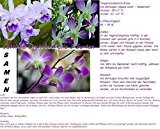 30x Cattleya Orchideen Samen 3 Sorten gemischt Saatgut Zimmer Garten Blume Pflanze Neuheit #22