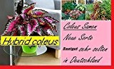 30x Drachen Hybrid coleus sehr selten Samen Blumen Samen Pflanze Neu 2016 #117