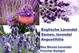30x Englische Riesen Lavendel lavendel Angustifolia Starker Duft Pflanze Saatgut Samen Blumensamen Garten Neuheit #47