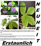 30x Mimose Samen Zimmerpflanze Blume Rarität berühr mich Pflanze Garten Neuheit Saatgut selten #29