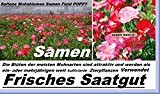 30x Seltene Mohnblumen Samen Field Poppy Blumen Samen Pflanze selten Garten #200