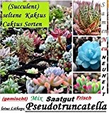 30x Succulent Selten Kaktus Samen Pflanzen 2016 Ernte 100% Ausbeute Mix gemischt Neu 2016 Pflanze Neu 2016 Ernte 100% Ausbeute ...