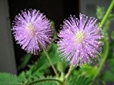 35 Samen Echte Mimose (Mimosa pudica), Sinnpflanze