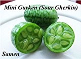35x Mini Gurken Samen Hingucker Pflanze Rarität Garten Gemüse Gurke Saatgut Neuheit #40
