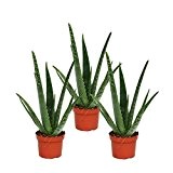 3er Set Aloe vera - ca. 2 Jahre alt - 10,5cm Topf