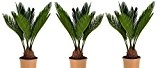 3er Set Zimmerpalmen Cycas Revoluta ca.35cm Zimmerpflanzen Immergrün Kleine Zimmerpalme Frosthart