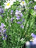 3x Echter Lavendel, Lavandula angustifolia 'Dwarf Blue' im 9cm Topf als Sparpaket