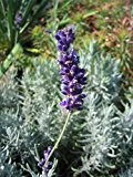 3x Echter Lavendel, Lavandula angustifolia 'Hidcote Blue' im 9cm Topf als Sparpaket