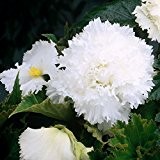 3x Gefranste Begonien Knollen Blumenzwiebeln- Weiß
