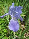 3x Hohe Bartiris, Iris barbata-Elatior 'Harbor Blue' im 9cm Topf als Sparpaket