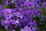 3x Hornveilchen, Viola cornuta 'Blaue Schönheit' im 9cm Topf als Sparpaket