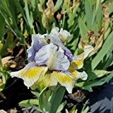 3x Iris barbata-Nana 'Alsterquelle' (Zwerg Bartiris) im 9 cm Topf als Sparpaket