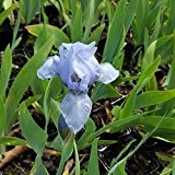 3x Iris barbata-Nana 'Blue Denim' (Zwerg Bartiris) im 9 cm Topf als Sparpaket
