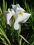 3x Sibirische Schwertlilie, Iris sibirica 'Fourfold White' im 9cm Topf als Sparpaket