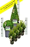 4 Buchsbaum Pflanzen 25-30cm + 1 Buchsbaum Kugel 30cm + 1 Buchsbaum Pyramide 50cm + gratis Dünger. Zertifiziert mit dem ...