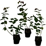 4 x Heidelbeeren Pflanzen - EARLYBLUE - CHANDLER - DARROW - ELISABETH - Blaubeeren Set mit langer Erntezeit