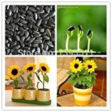 40 Samen Mini Sonnenblume für zu Hause Büro Dekorative Zimmerpflanze Bonsai